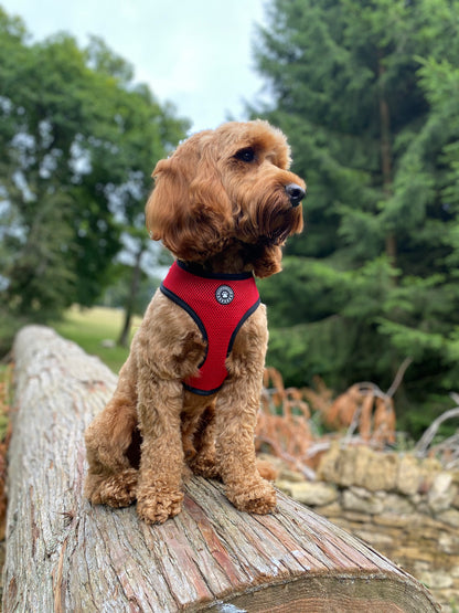 I'm Fabulous Reversible Harness