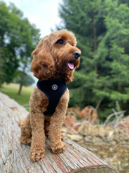 I'm Fabulous Reversible Harness