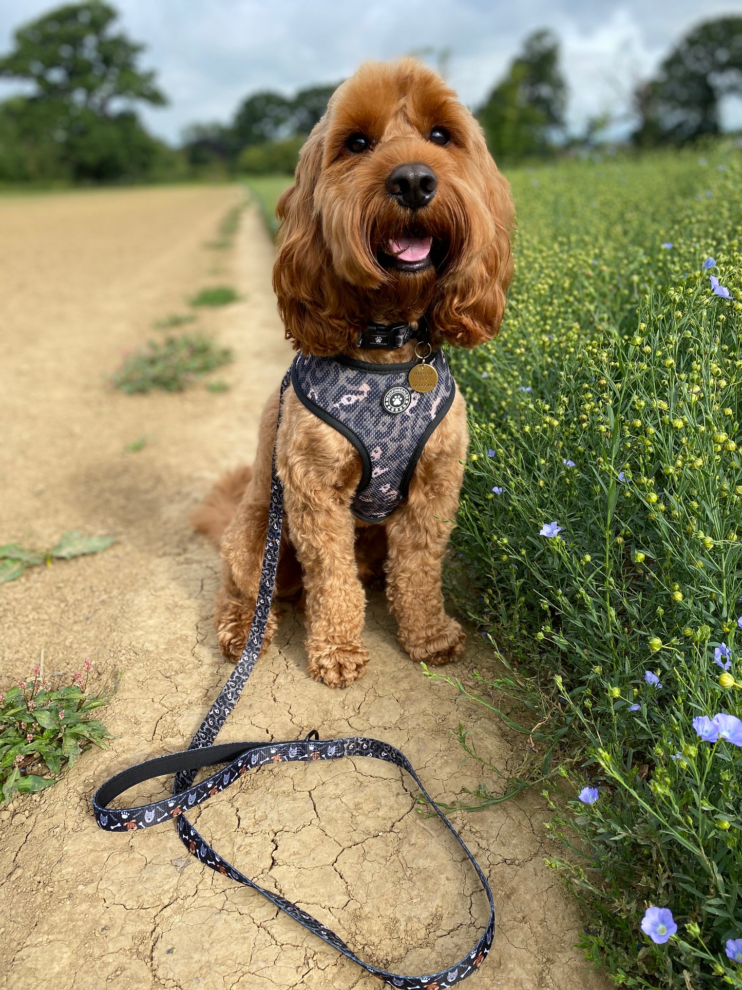 Woofing Good Time Reversible Harness