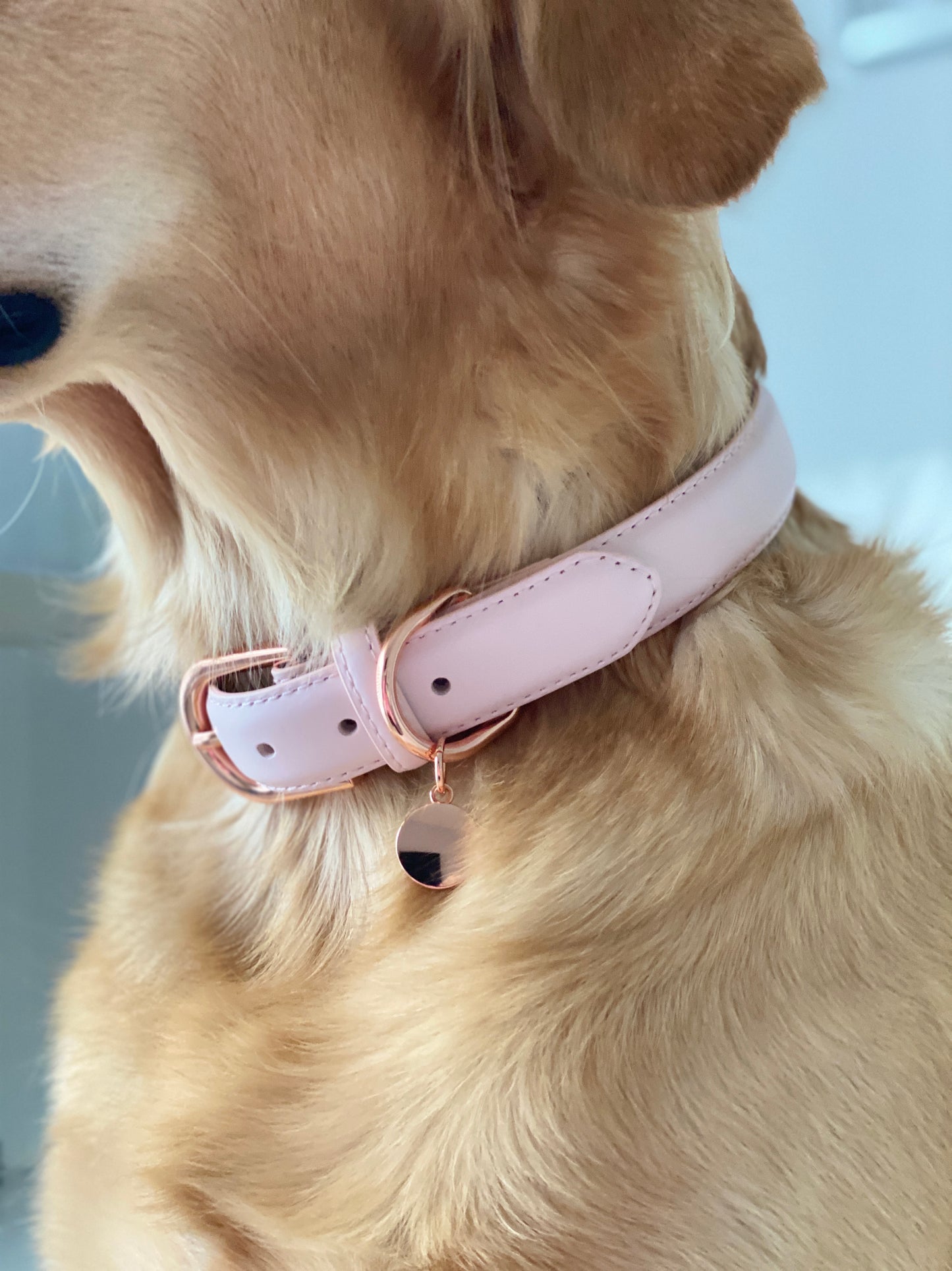 Luxury Leather Dog Collar - Pink