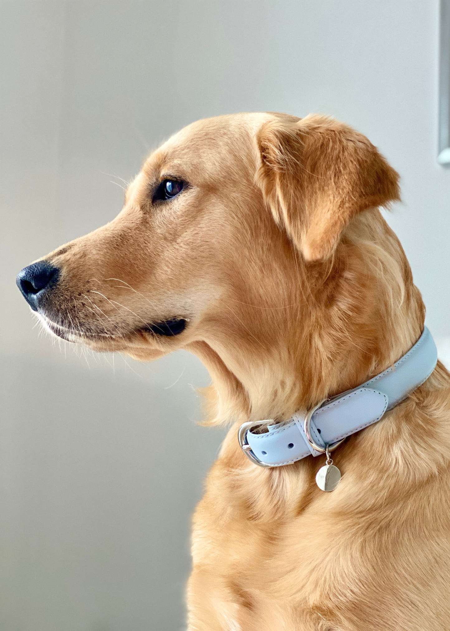 Luxury Leather Dog Collar - Blue