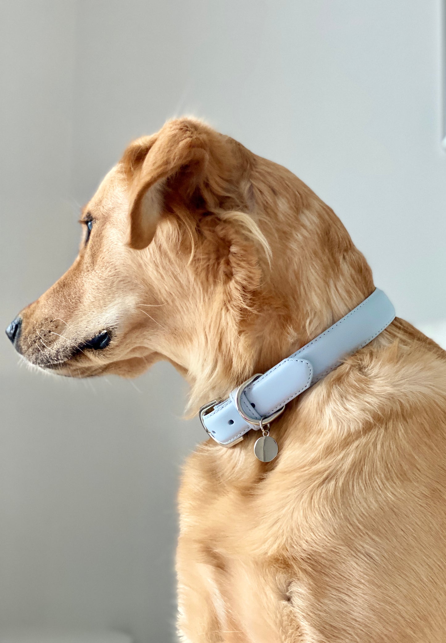 Luxury Leather Dog Collar - Blue