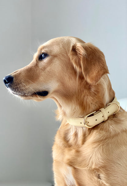 Luxury Leather Dog Collar - Yellow