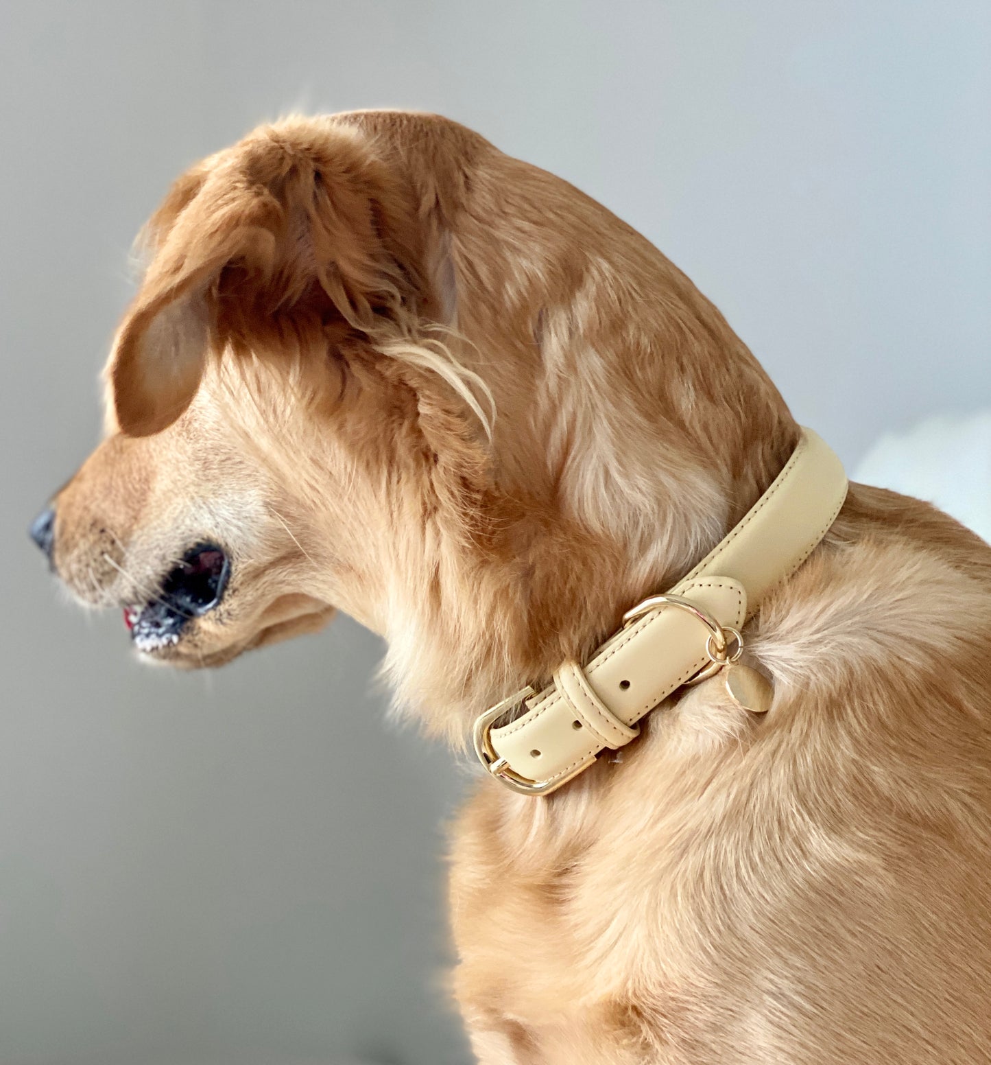 Luxury Leather Dog Collar - Yellow