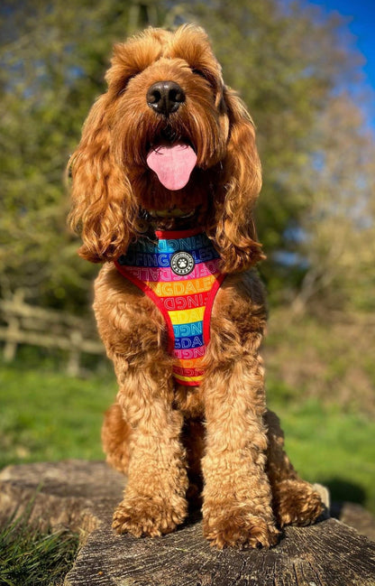 Be Kind Adjustable Harness - Woofingdales.co.uk