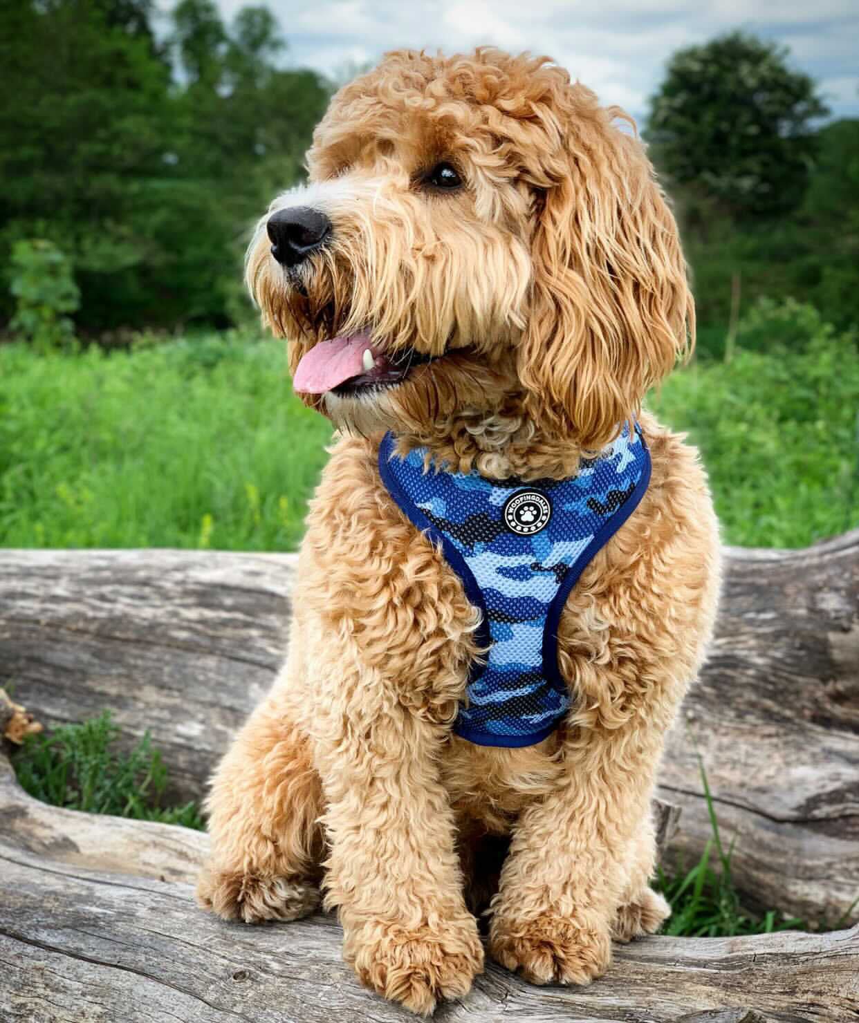 Blue Camo Reversible Harness - Woofingdales.co.uk