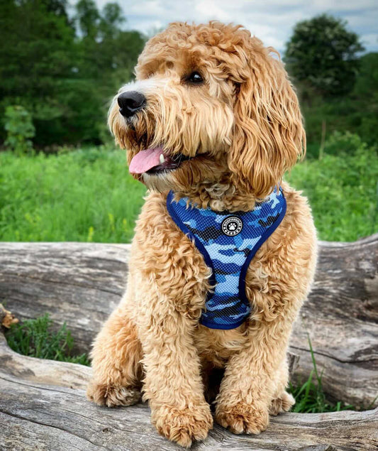 Blue Camo Reversible Harness - Woofingdales.co.uk
