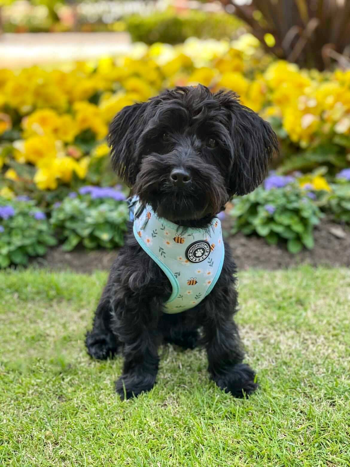 Busy Bee Adjustable Harness - Woofingdales.co.uk
